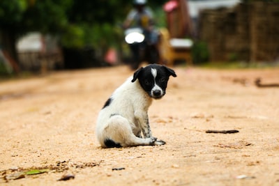 are greyhounds obedient